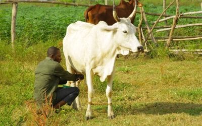 FrieslandCampina WAMCO’s Dairy Development Program